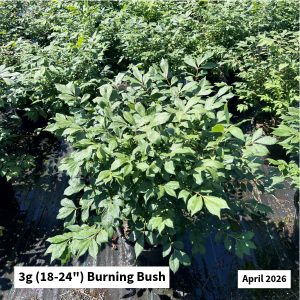 May 2026 3g Burning Bush Website